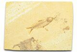 Detailed Fossil Fish (Knightia) - Wyoming #372344-1